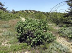 Lonicera-etrusca_Солдатская_стация